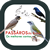 Aplicativo de canto de pássaros